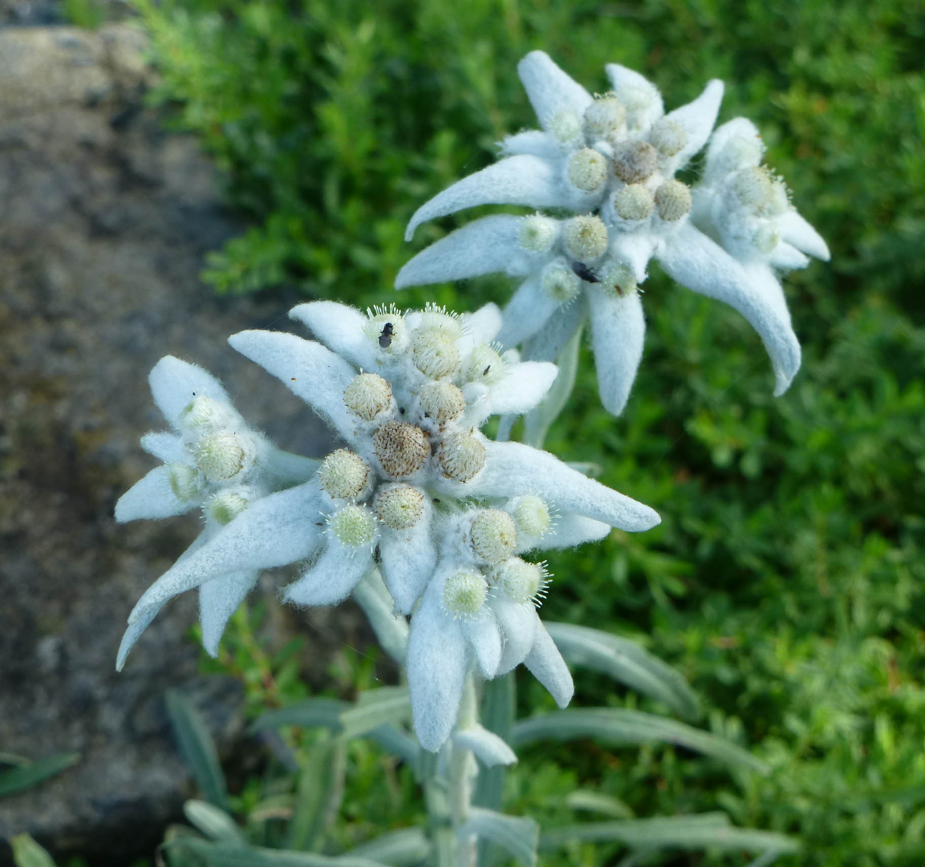 Leontopodium alpinum photo